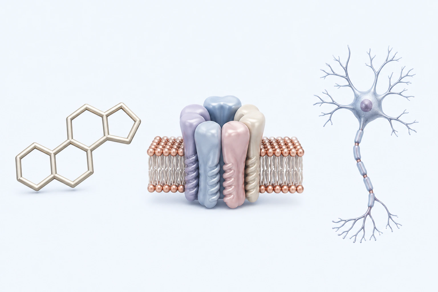 An unlabeled fused steroid-ring scaffold, a five-part membrane-channel model, and a generic neuron appear separately.
