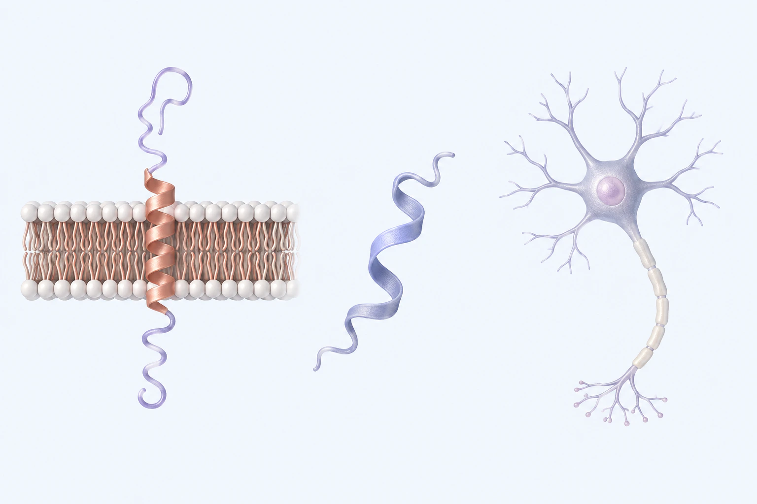A generic membrane-spanning precursor protein, separate peptide ribbon, and complete generic neuron appear separately.