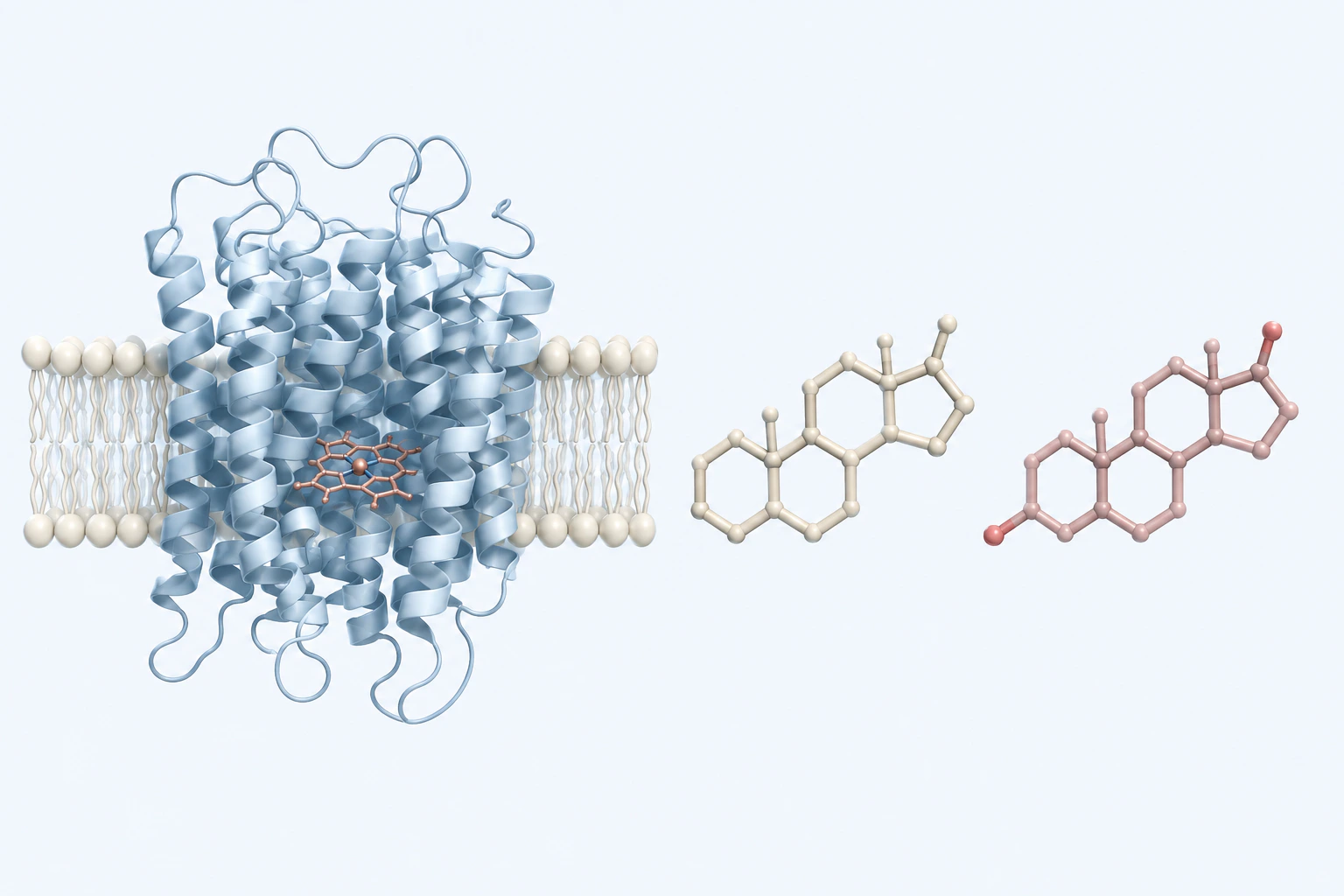 A generic membrane-embedded protein with an internal heme-like disc and two separate unlabeled four-ring steroid scaffolds appear as three groups.