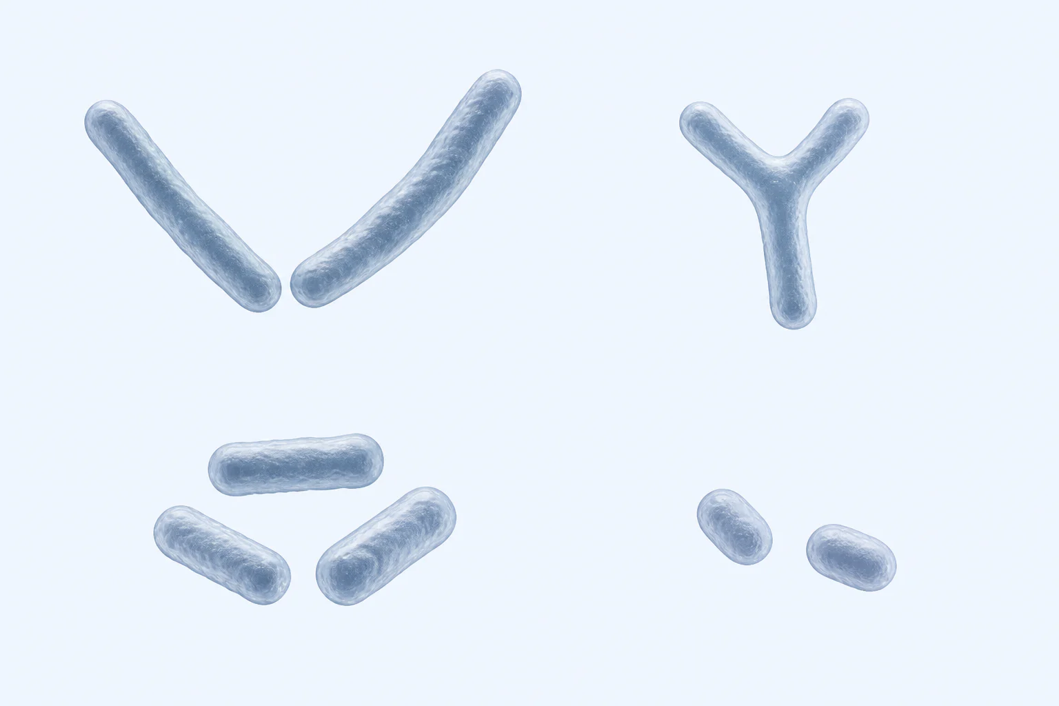 Four selected Bifidobacteriales morphology groupings show two elongated rods, one bifid Y body, three short rods, and two small coccobacillary bodies.