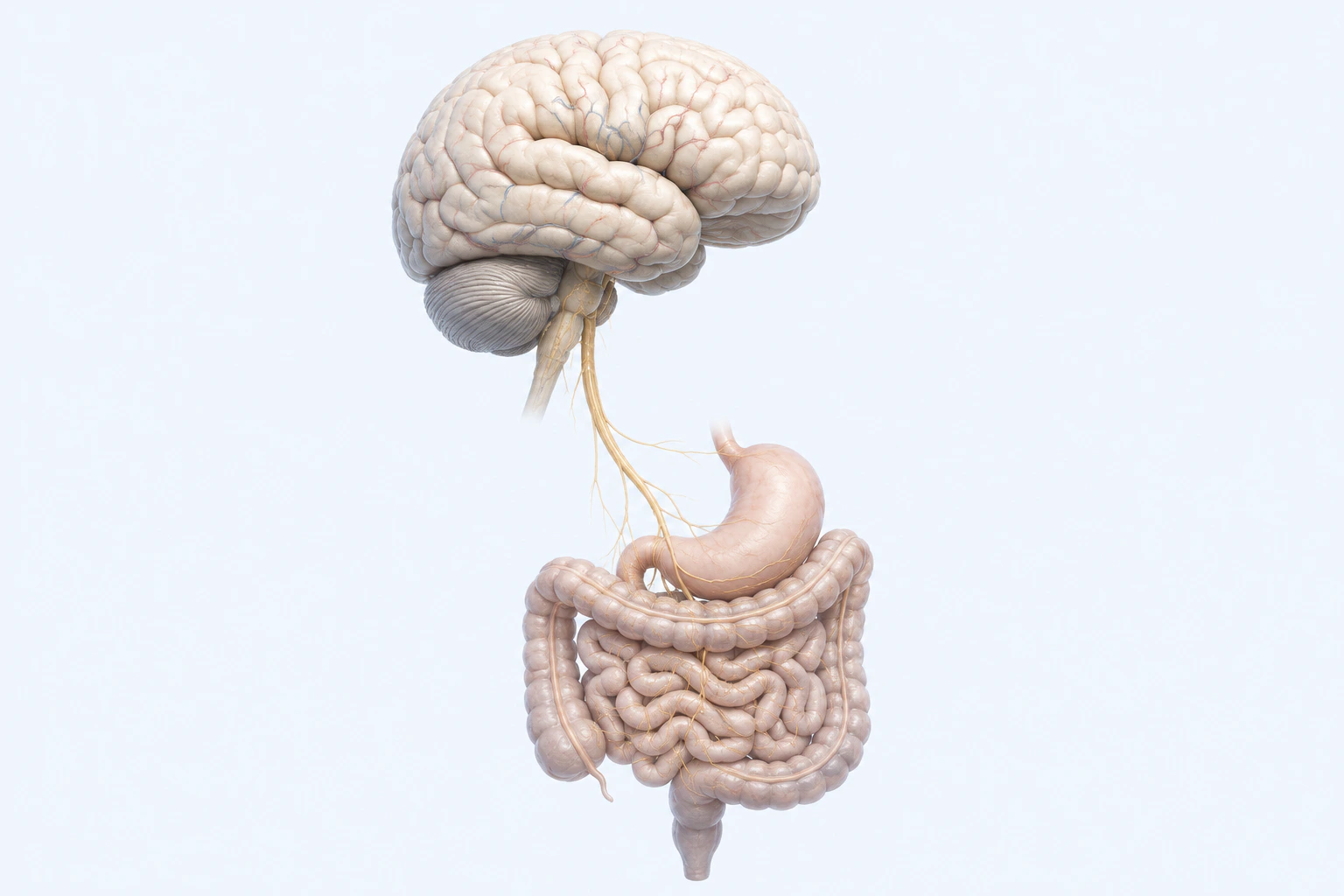 An intact neutral human brain connects through descending neural pathways toward the stomach and intestinal tract.