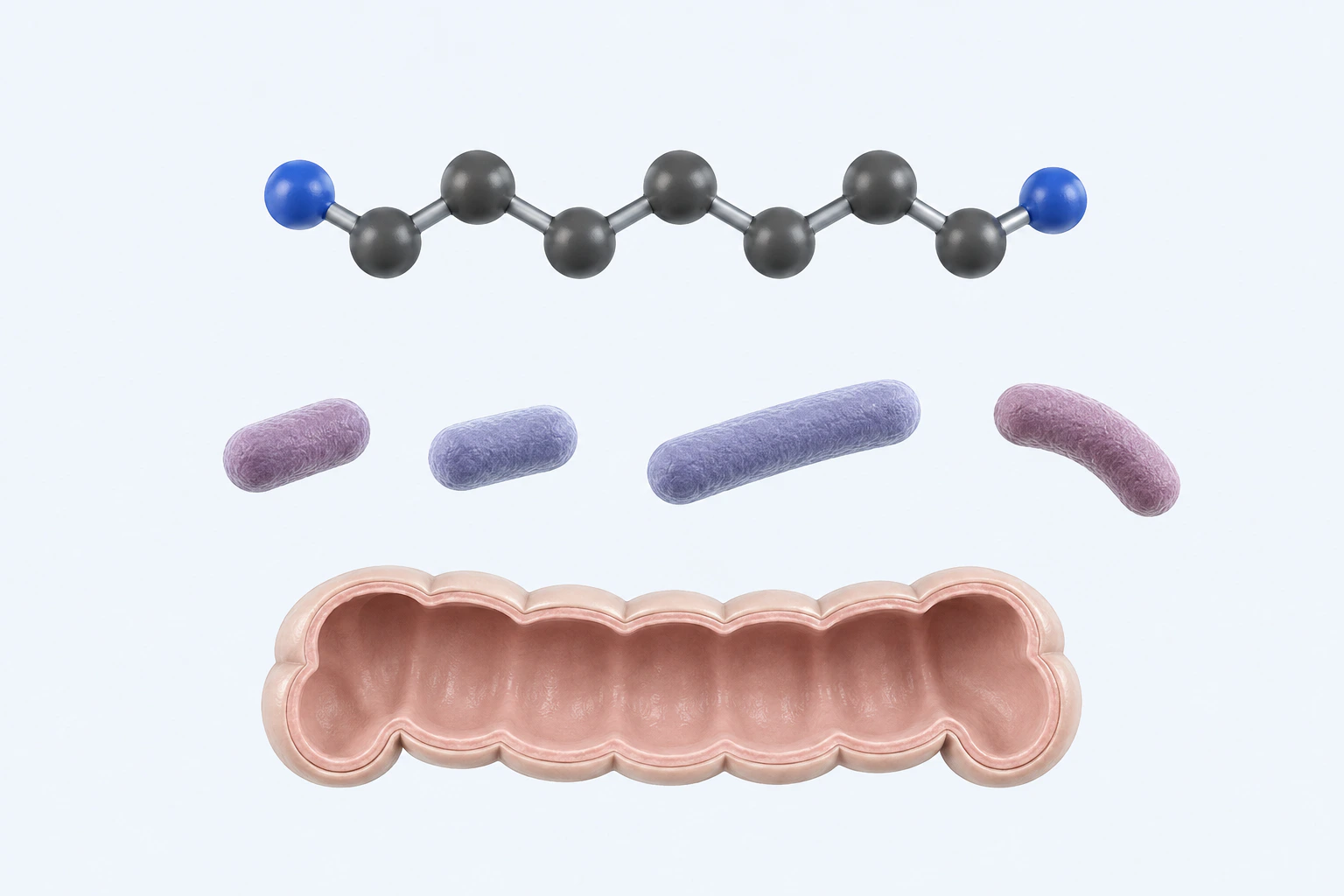 A five-carbon, two-nitrogen cadaverine heavy-atom model appears separately from four varied bacterial forms and a shallow intact colon-lumen model.