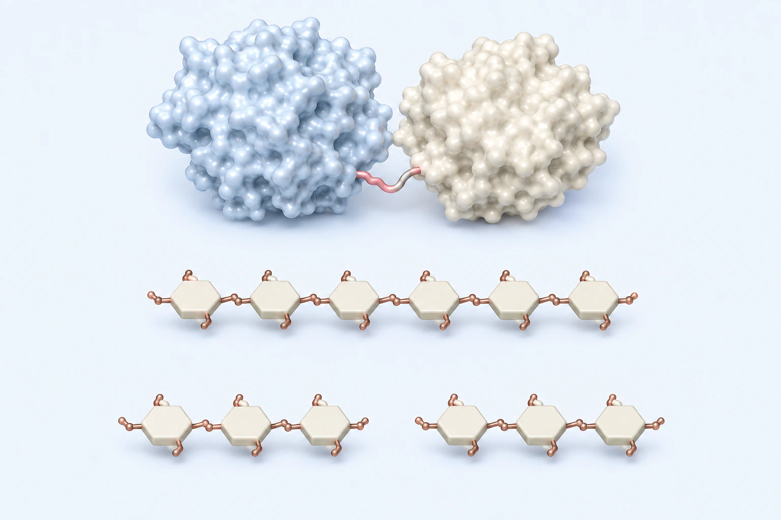A generic two-domain enzyme model appears above one six-unit chitin-like chain and two separate three-unit chains.