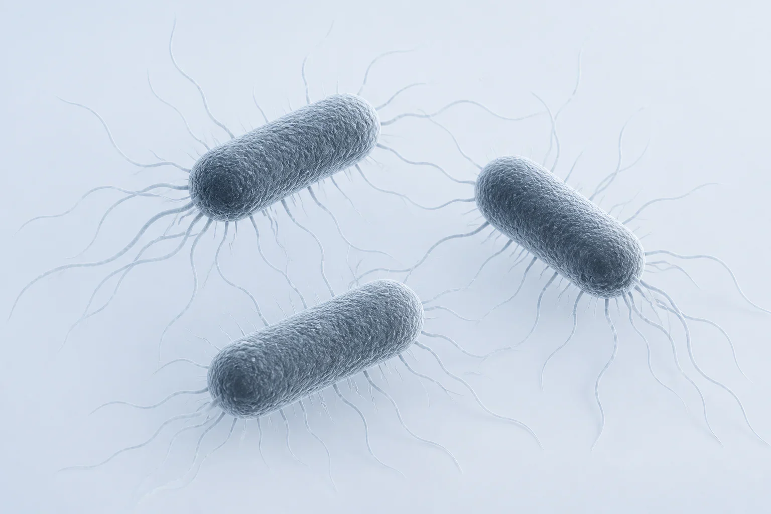 Microscopy-informed reconstruction of three rod-shaped Escherichia coli cells with peritrichous flagella and fine pili on a pale cool field.