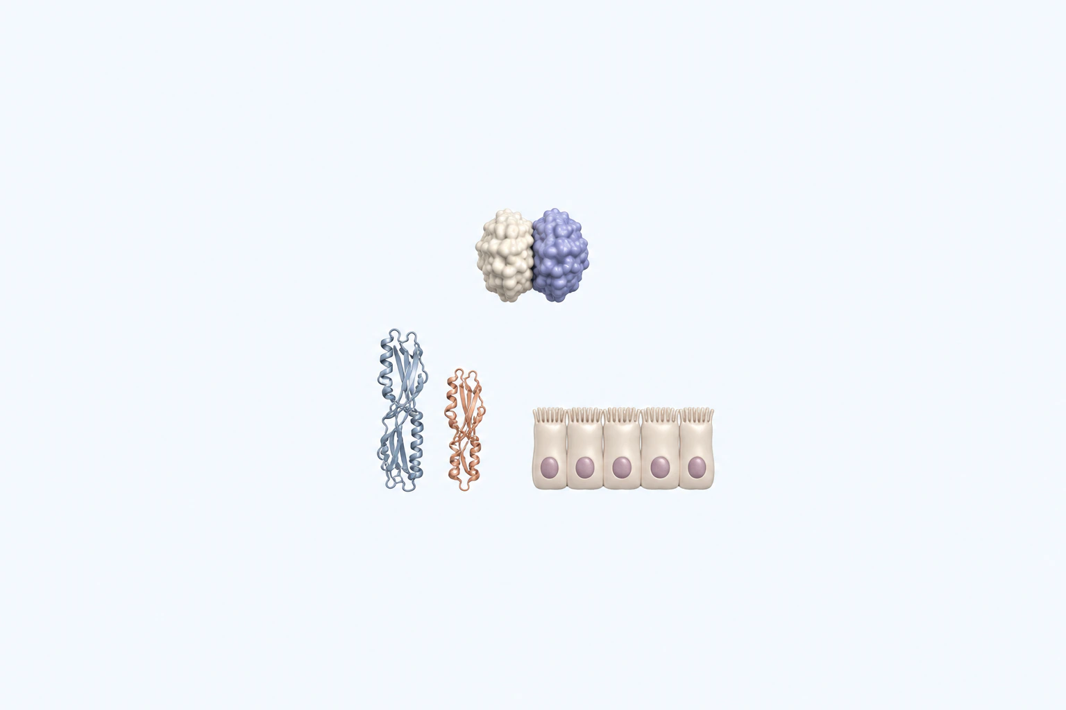 A generic cytokine form is separated from two distinct receptor-context forms and a small intact five-cell epithelial sheet.