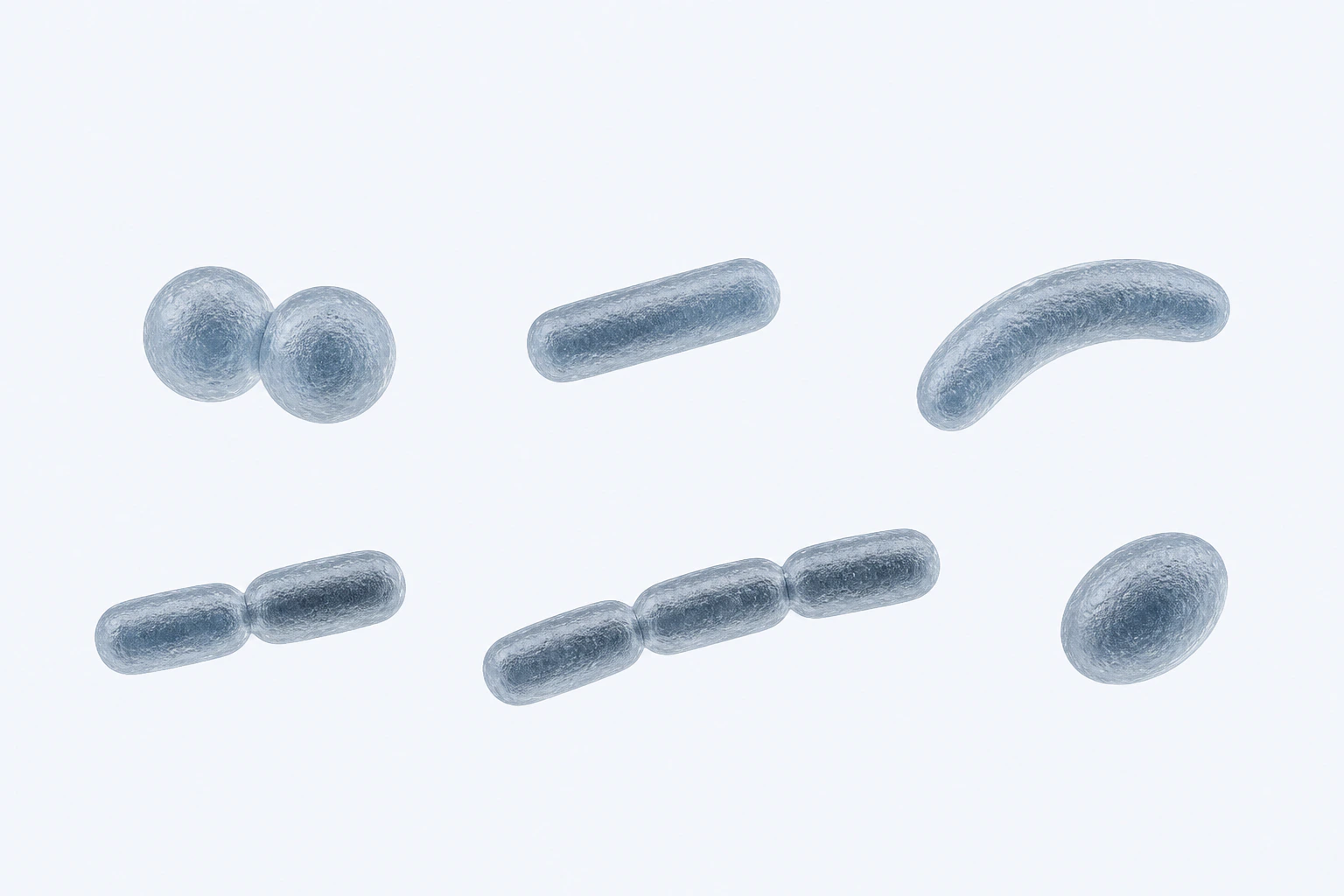 Ten selected Lachnospiraceae descendant forms appear in six groupings: three singles, a coccoid pair, a rod pair, and a three-rod chain.