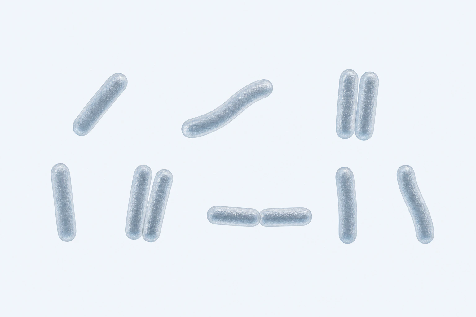 Eleven Lactobacillus crispatus rods appear in eight groupings: five singles, two side-by-side pairs, and one end-to-end pair, with two gently curved singles.