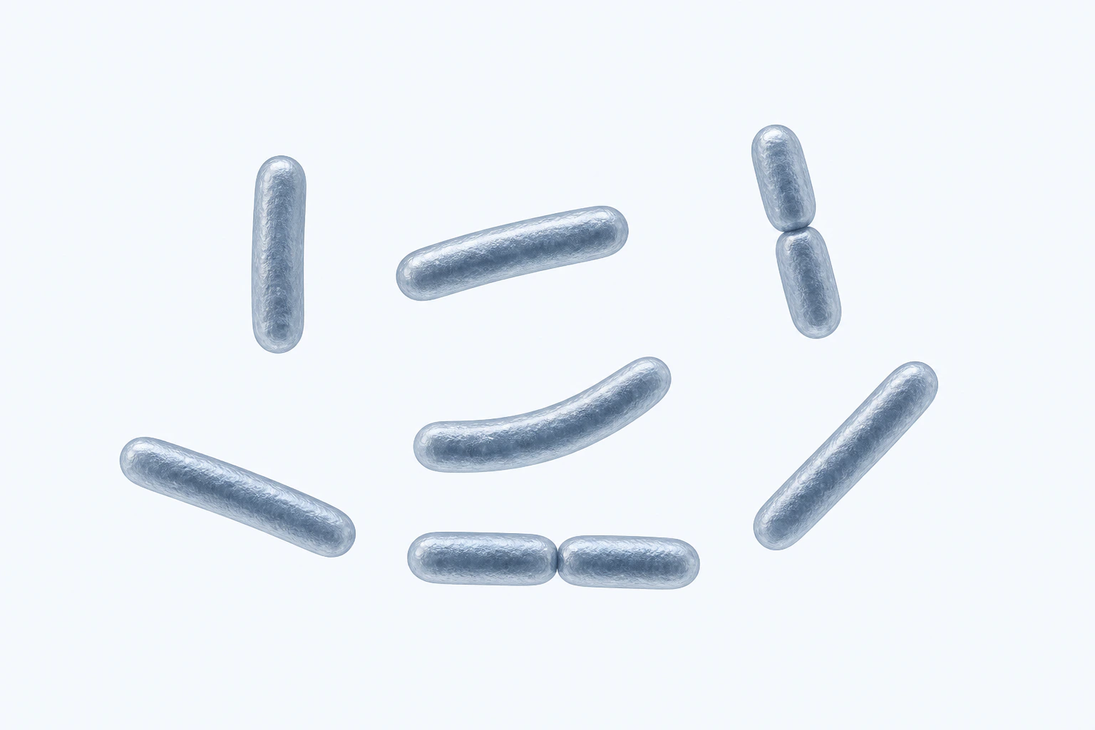 Nine selected current-circumscription Lactobacillus rods appear in seven groupings: five singles and two touching pairs, including one gently curved single.