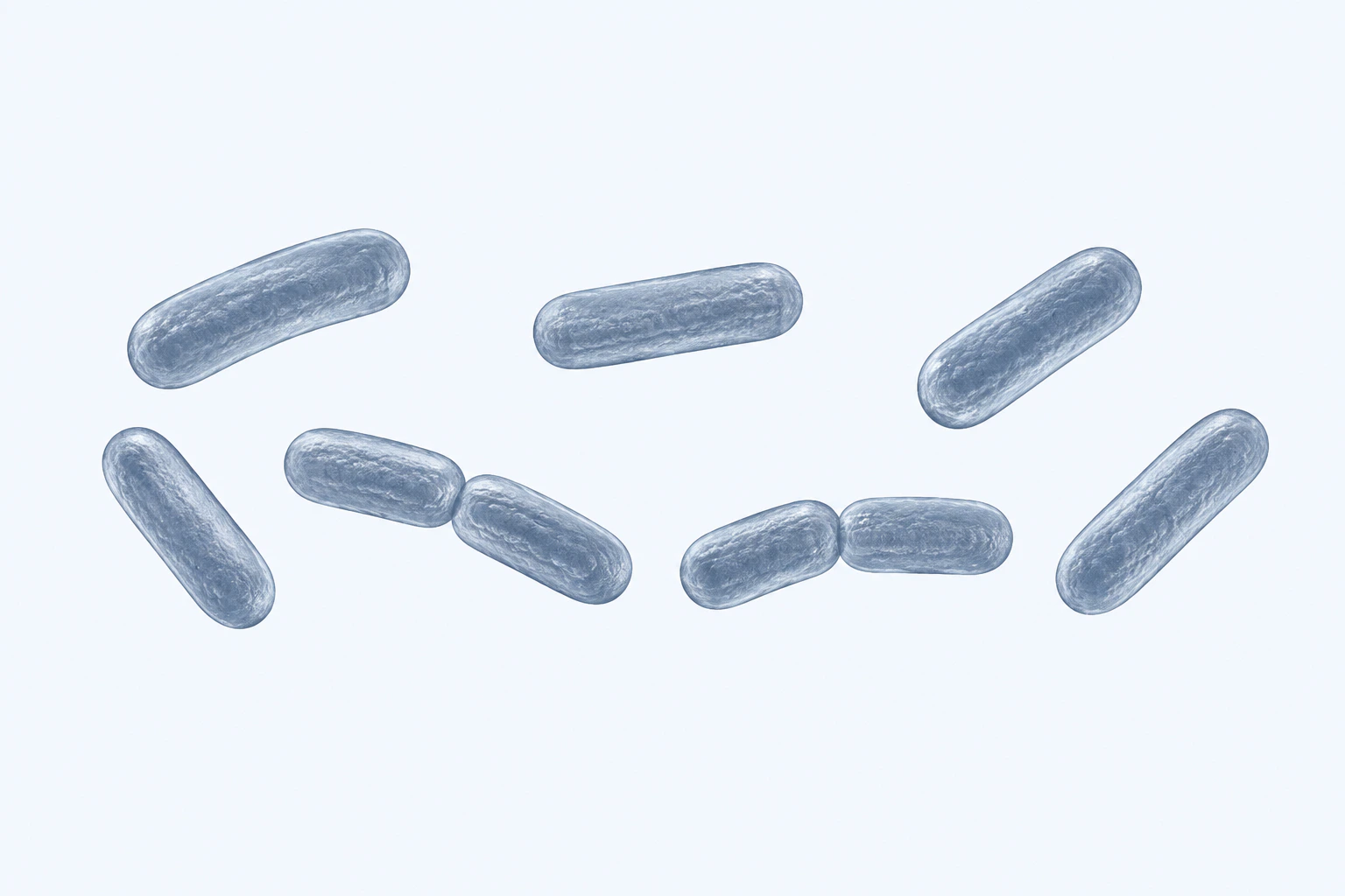 Nine large plump Megamonas rods appear in seven groupings: five singles and two touching pairs.