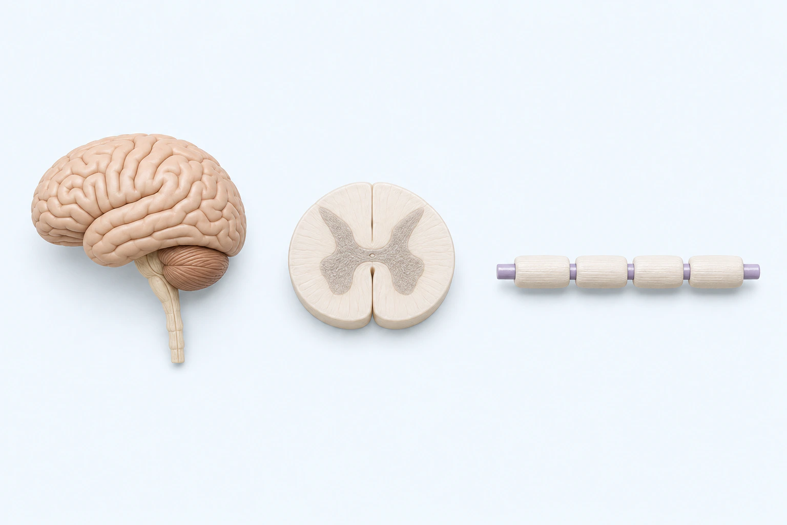 Three normal teaching models show a complete brain and upper spinal continuation, an unmarked spinal-cord cross-section, and an intact axon with four sheath internodes.
