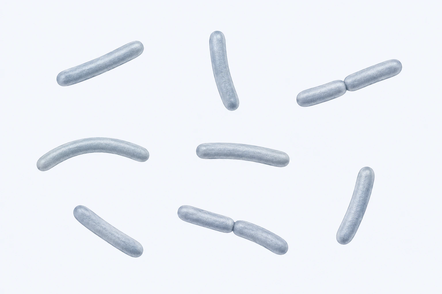 Ten selected Oscillibacter elongated rods appear in eight groupings: six singles and two touching pairs.