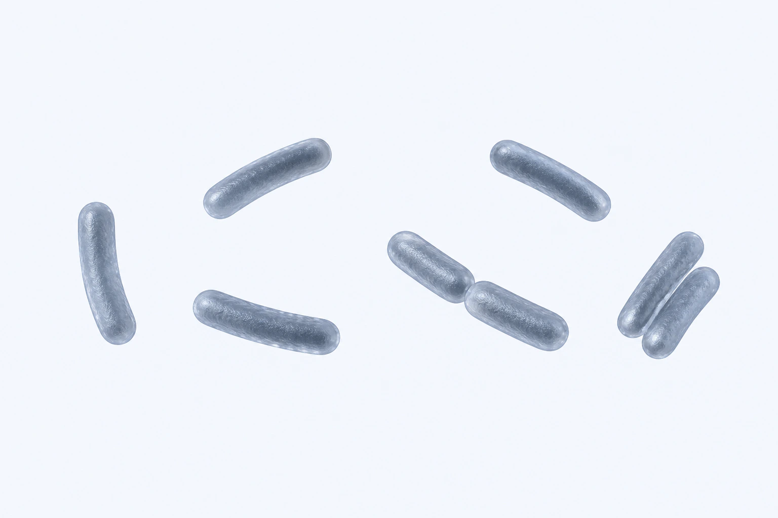 Eight Parabacteroides distasonis rods appear in six groupings: four singles, one end-to-end pair, and one close parallel two-rod arrangement.
