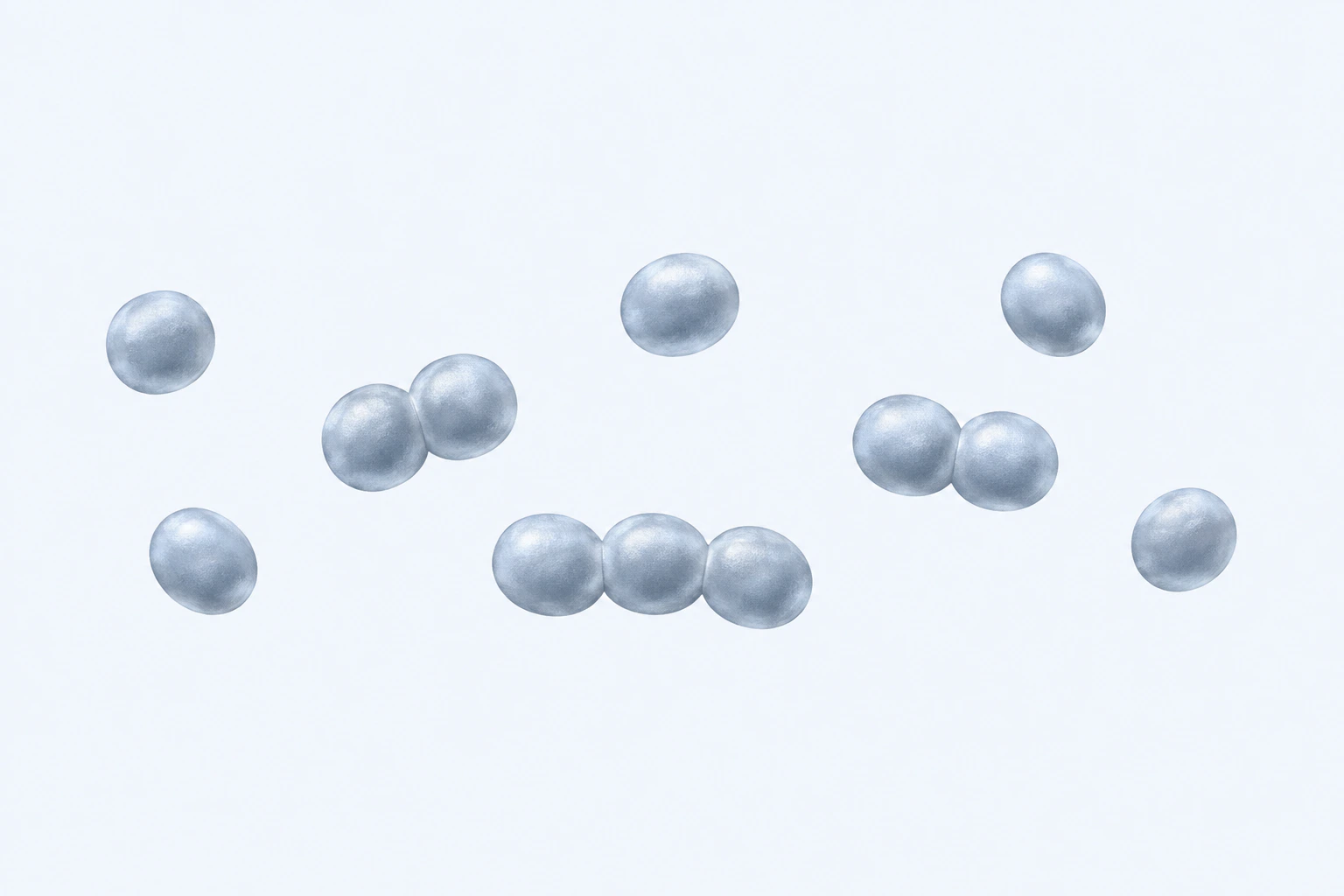 Twelve smooth Parvimonas micra coccoid bodies appear in eight groupings: five singles, two pairs, and one three-cell short chain.