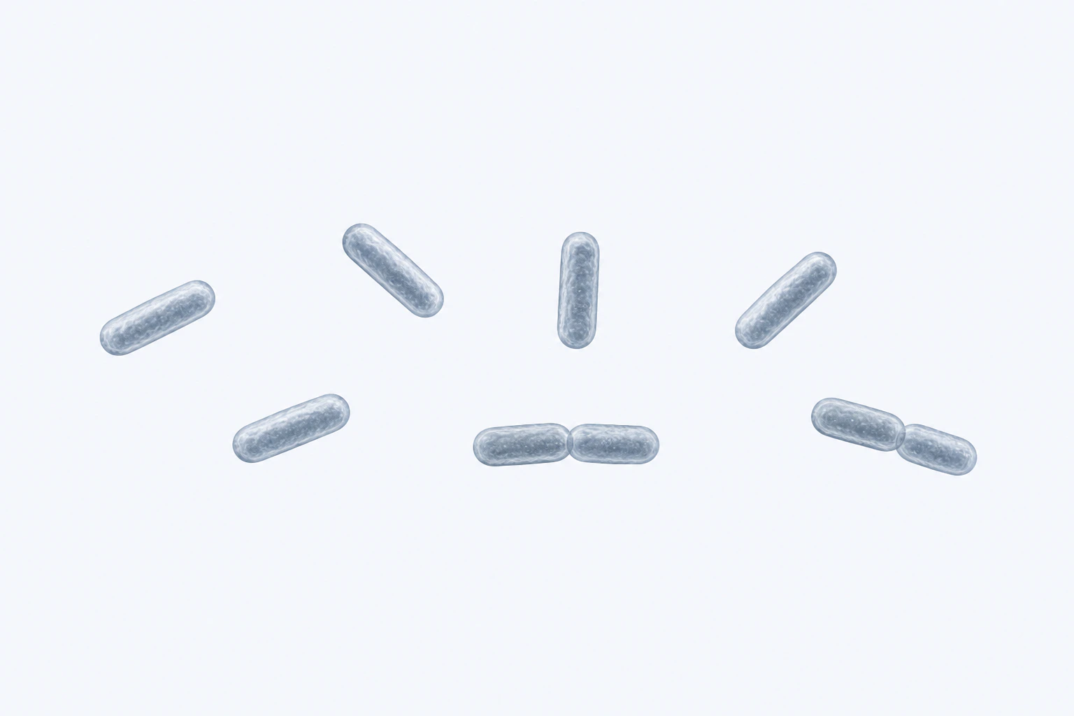 Nine Porphyromonas bennonis compact bacilli appear in seven groups: five isolated singles and two touching pairs.