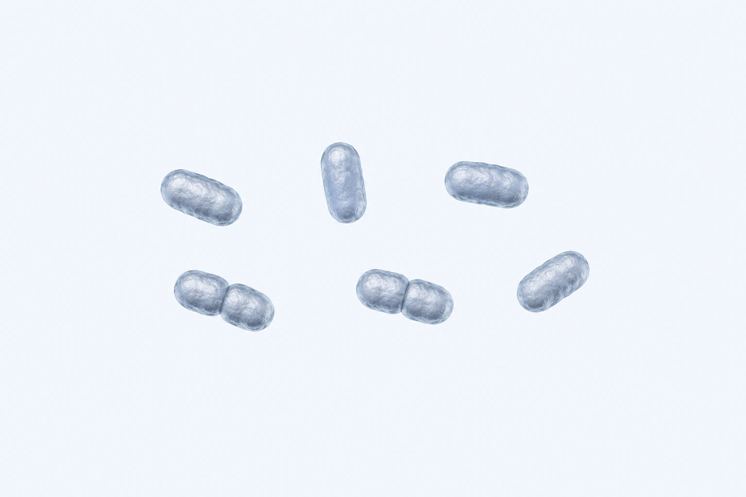 Eight Porphyromonas gingivalis short rod-to-coccobacillary bodies appear in six groups: four singles and two touching pairs.