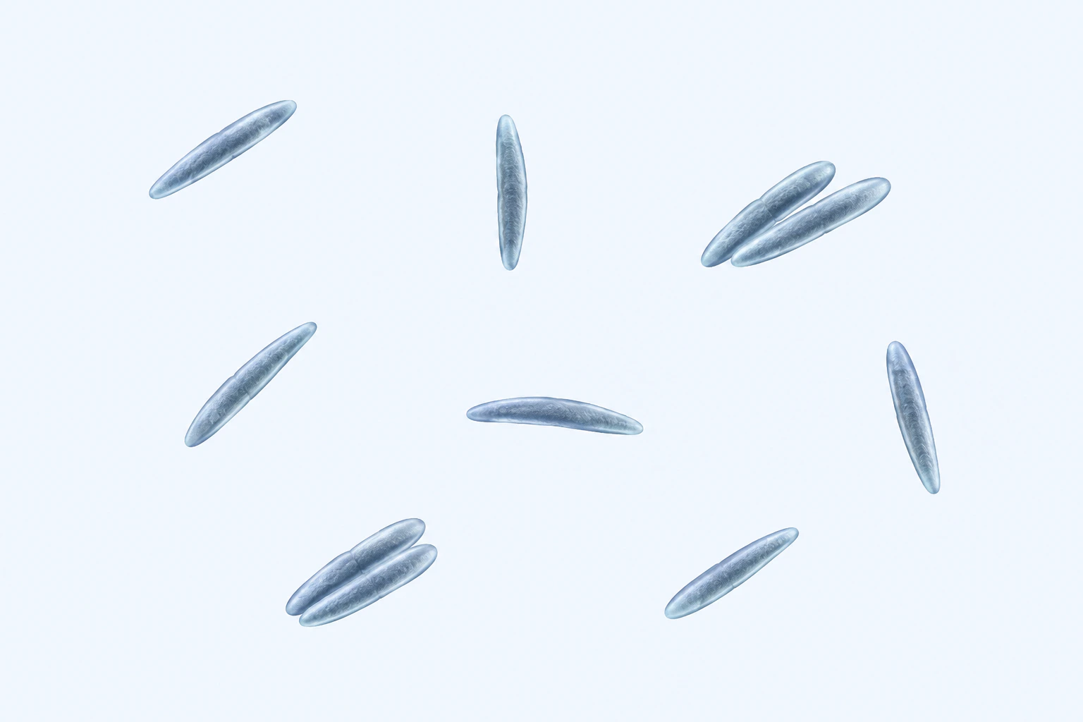 Ten slender tapered Rikenella rods appear in eight groups: six singles and two close pairs on a pale field.