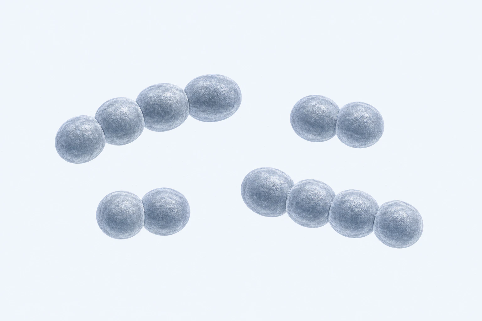 Twelve selected Streptococcus gallolyticus cocci appear in two chains of four and two opposed pairs.