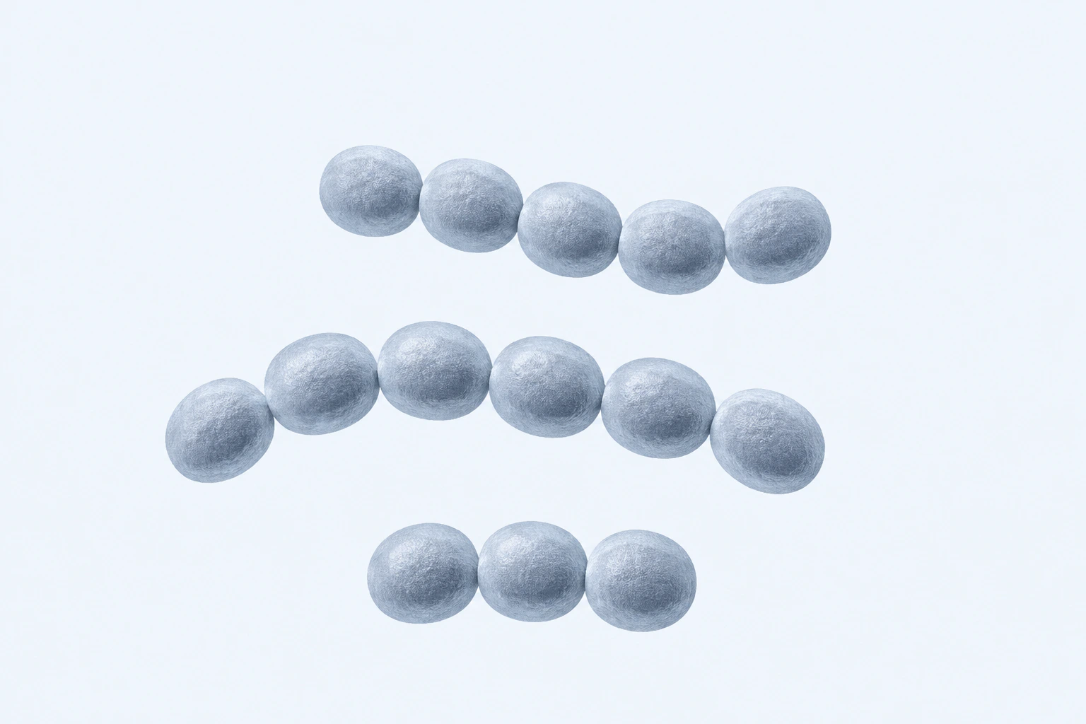 Fourteen selected Streptococcus salivarius cocci appear in three curved chains of five, six, and three.